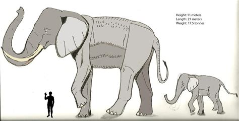 mumakil size|Searching for a Lore Accurate Size of Mumakil .
